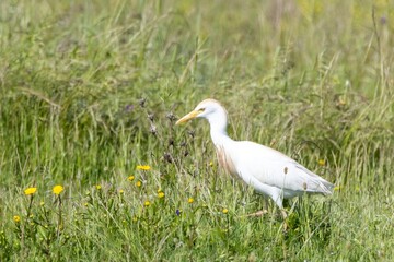 Cattle Egret (Bubulcus ibis) walking among green grass and yellow flowers. Arrocampo Bird Park, Extremadura, Spain. Wildlife in natural habitat