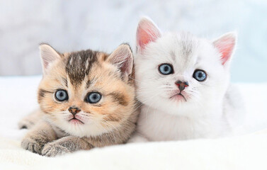 Two pedigree kittens pose closely on white surface tender emotion suits pet branding perfectly gentle aura fills frame, gentle posture and symmetry evoke purity, gentle look fits minimalist visuals