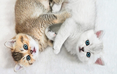 Two cute kittens lie on soft white blanket playful interaction capturing pure joy perfect for family ads or pet brands Fluffy kittens stretch and roll in cozy space content or pet care campaigns