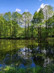 Fototapeta premium Bäume spiegeln sich im Waldteich
