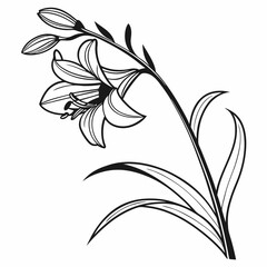 black and white flower