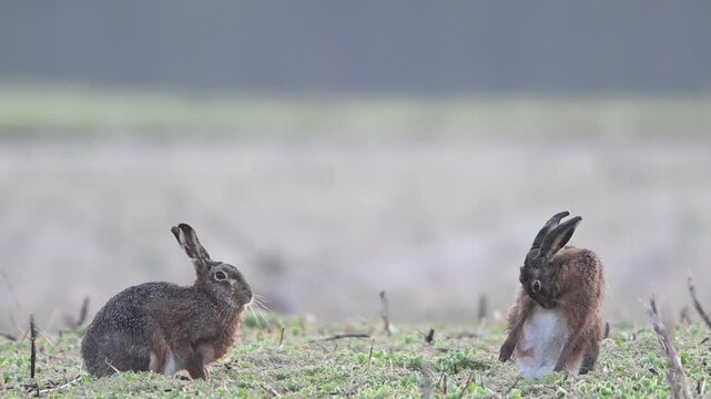Brown hares sitting in a field with hoarfrost during the parring season and cleaning their fur, slow motion, spring, north rhine westphalia, (lepus capensis), germany