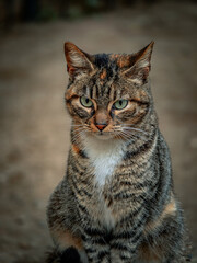 Beautiful tabby cat posing for the photo