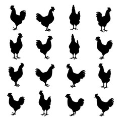 Set chicken silhouette isolated vector on white background  © Sketch