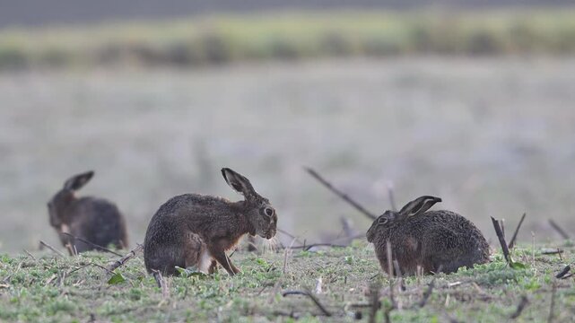 Brown hares sitting in a field with hoarfrost during the parring season and cleaning their fur, slow motion, spring, north rhine westphalia, (lepus capensis), germany