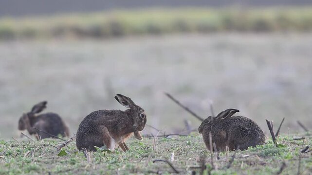 Brown hares sitting in a field with hoarfrost during the parring season and cleaning their fur, slow motion, spring, north rhine westphalia, (lepus capensis), germany