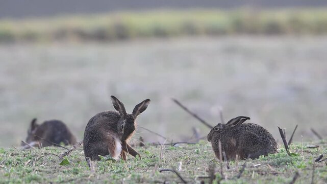 Brown hares sitting in a field with hoarfrost during the parring season and cleaning their fur, slow motion, spring, north rhine westphalia, (lepus capensis), germany