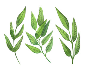 A set of flowers, leaves, floral watercolor illustration for wedding invitations, greeting cards, printing design. A spring and summer set of colorful flowers and plants.