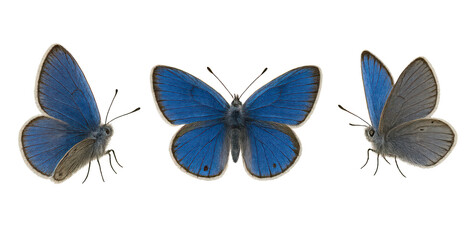 Karner blue butterfly showing open and closed wings on transparent background © NikonLamp