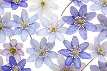 Anemone hepatica flower seamless pattern background