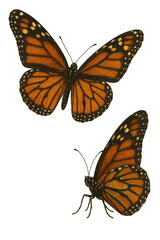 Two monarch butterflies flying with transparent background