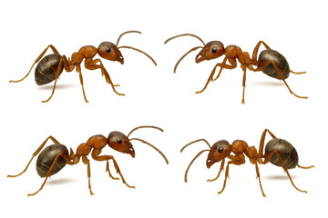 Four red wood ants walking on transparent background