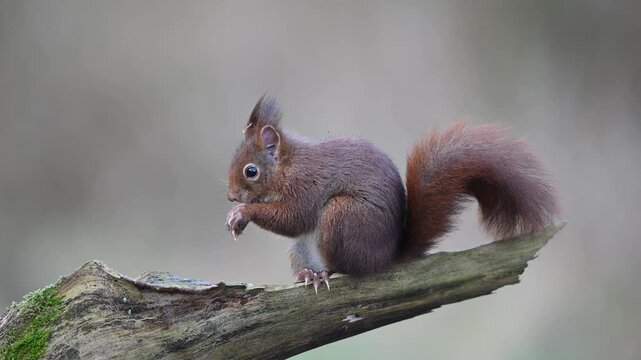 Red squirrel climbs on dead branch and eats hidden hazelnuts, close up, portrait, european red squirrel, winter, north rhine westphalia, (sciurus vulgaris), germany