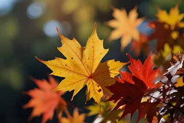 Fototapeta premium Crimson maple leaves, a vibrant sign of the autumn season, display a colorful foliage