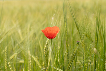 Obraz premium Einzelne Mohnblüte im Feld
