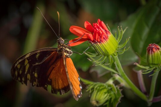 A side view of a butterfly with bold orange and black wings perched delicately on a red flower bud. Its curled proboscis touches the vibrant petals while its long antennae reach upward.