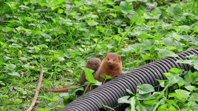 St Louis Zoo - Dwarf Mongoose 1