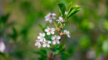 White blossoms on spring tree branch