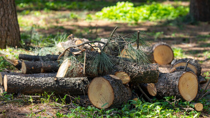 Cut tree logs and axe in forest clearing © Abzal