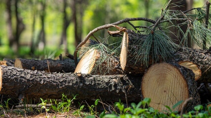 Cut tree logs and axe in forest clearing