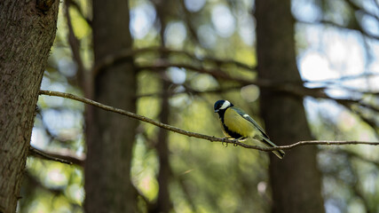 Great tit on tree branch in forest
