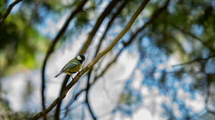 Great tit on tree branch in forest