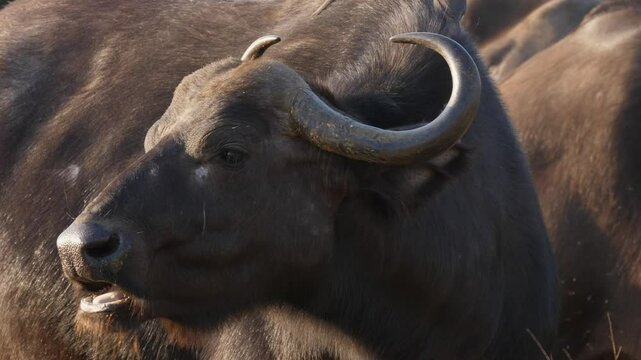 4k footage of African buffalo or Cape buffalo (Syncerus caffer), one of Africa's Big Five. Mpumalanga. South Africa.