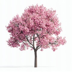 A vibrant pink flowering tree, isolated on white
