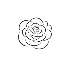vector illustration of a rose
