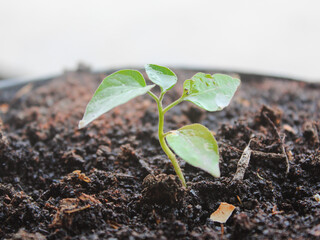 Tiny chili seedling emerges from dark soil in a pot, symbolizing hope for homegrown food and food security. A small step towards self-reliance