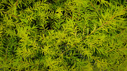 Top view of tree with long yellow or orange leaves. Nature background concept.