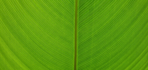 Close-up of stripes on the underside of a banana leaf. Green nature background concept.