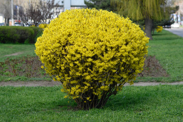 Forsythia is a genus of flowering plants in the olive family Oleaceae. Deciduous flowering shrub...