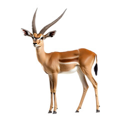 Fototapeta premium Detailed illustration of a springbok antelope, isolated on black.