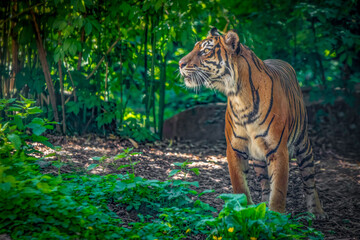 Tiger standing in a lush green forest