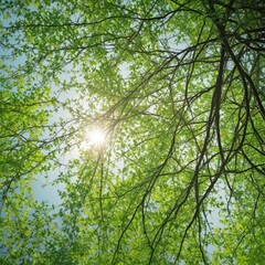 Obraz premium Impenetrable green tangle, sunlight barely penetrates, woodland, lush, hidden