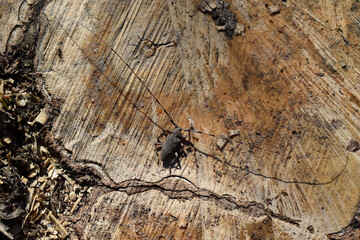 A longhorn beetle on a stump.