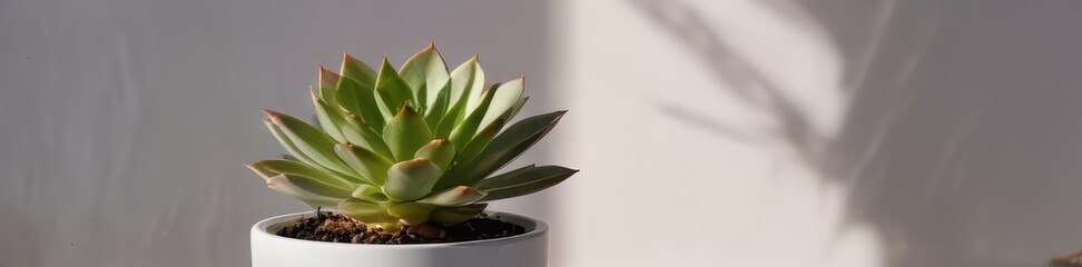 Fototapeta premium Single succulent in white pot, strong sunlight casts shadows , leaf, green, pot