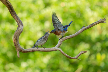 A fledgling bluebird being feed by a parent