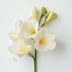 Fototapeta premium Freesia flower cluster of pure white petals with bright yellow centers fresh floral charm isolated on a white background
