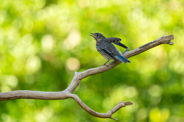A fledgling bluebird flying away from a tree branch