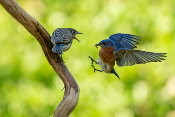A fledgling bluebird being feed by a parent