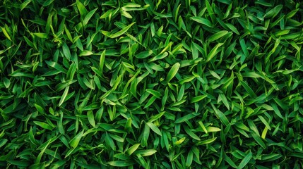 Fototapeta premium A vibrant close-up of lush green leaves creating a natural background. Perfect for nature-themed projects, eco-friendly concepts, and wellness designs.