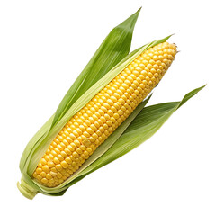 Close-up of a fresh yellow corn cob with vibrant green leaves Transparent background