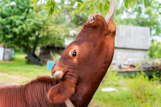calf in the meadow.