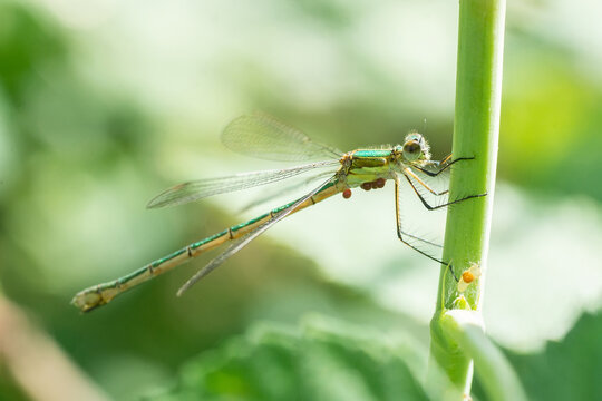 Dragonfly on a stick..