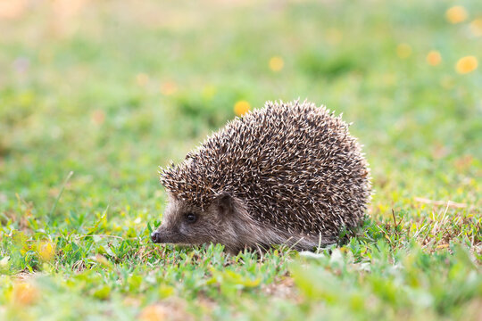 hedgehog on the grass..