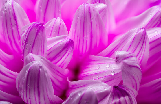 Fototapeta Chrysanthemum Petals with Dew macro