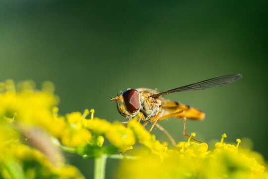 The face of eristalis arvorum..