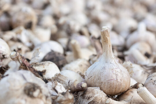 Pile of white garlic heads top view. Raw garlic background. Whole garlic heads, texture